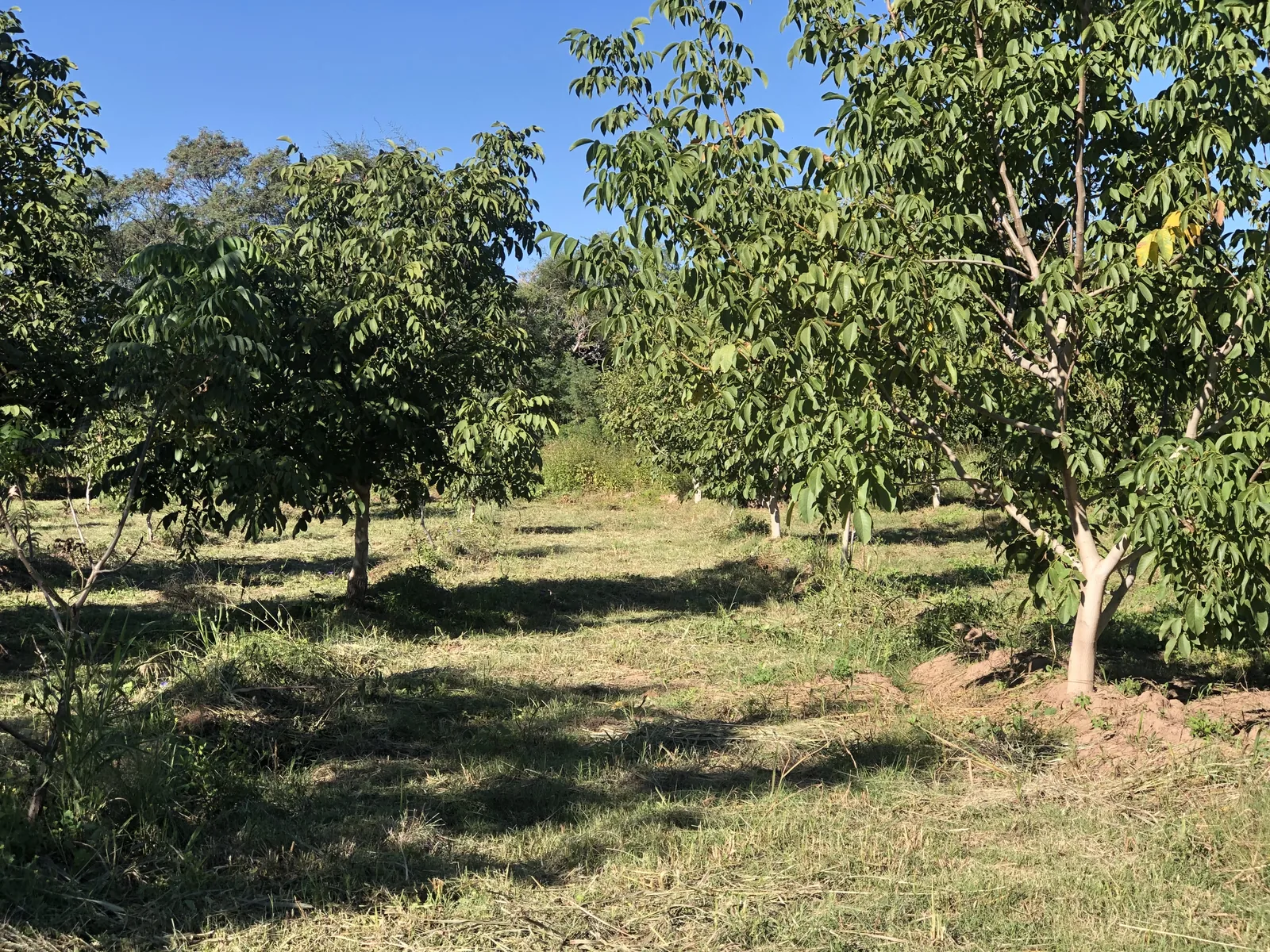Finca de nogales en Belén, Catamarca, con calle central entre los árboles