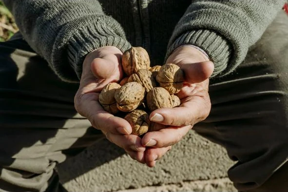 Manos sosteniendo nueces con cáscara cosechadas en Belén, Catamarca