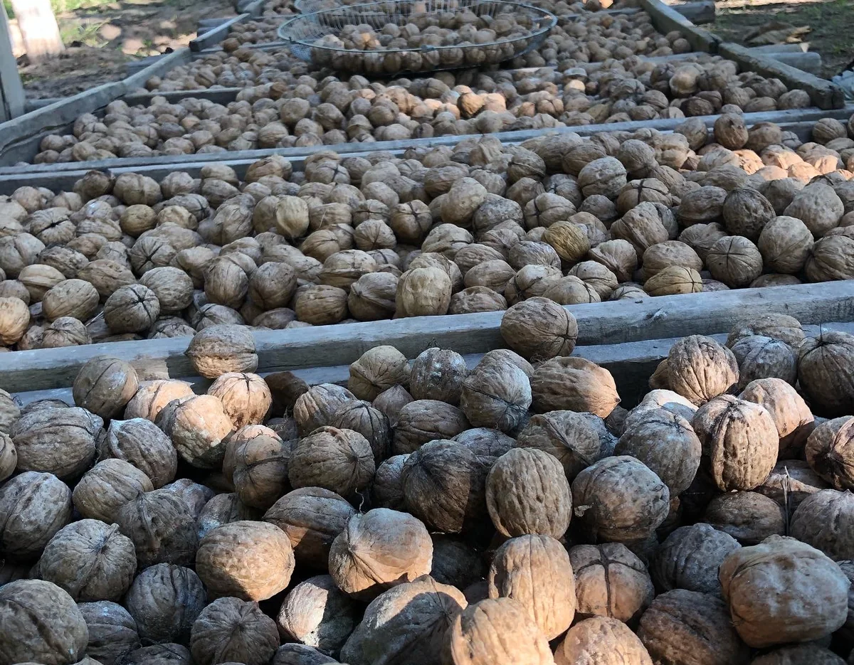 Nueces secándose sobre bandejas de madera en la finca de Belén, Catamarca